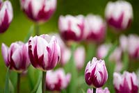 Tulipa 'Rem's Favorite' - Tulipe