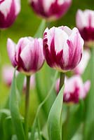 Tulipa 'Rem's Favorite' - Tulipe