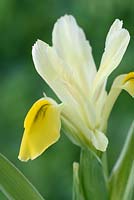 Iris bucharica iris de Boukhara