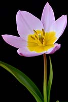 Tulipa saxatilis 'Groupe Bakeri' 'Lilac Wonder' Tulip Syn. Tulipe Candia