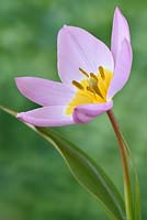 Tulipa saxatilis 'Lilac Wonder' Syn. Tulipe Candia 'Lilac Wonder'