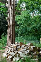 Cèdre avec branches enlevées et abattues pour le bois de chauffage - Journée des jardins ouverts, Bromeswell, Suffolk