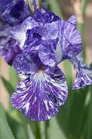 Grand Iris barbu 'Batik'