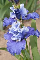 Grand Iris barbu 'Musique du Surf'