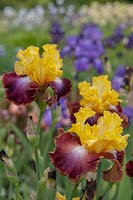 Grande Iris barbu 'Darcy's Choice'