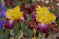 Grande Iris barbu 'Darcy's Choice'