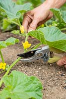 Utilisation de sécateurs de jardin pour réduire le nombre et la longueur des coureurs de Cucumis melo - Melon - plante pour aider au développement des fruits du melon