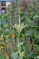 Zea mays - fleur de maïs sucré mâle dans un allotissement à RHS Wisley Gardens