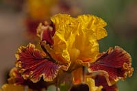 Grand Iris barbu 'Lampe magique'