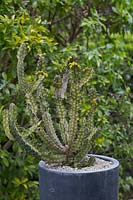 Une succulente de type cactus, Candelabra Spurge, avec de courtes épines et de jolies marques jaunes.