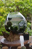 Un bocal à poisson en verre sur mesure sur un support en bois rustique avec une collection de boules de mousse Marimo.