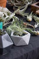 Un pot géométrique blanc avec une plante aérienne sur une table avec d'autres plantes aériennes en vrac.