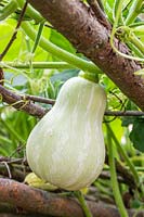Cucurbita - courge musquée - fruit en développement sur plante après huit semaines, suspendu à un support de noisetier