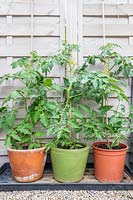Plants de tomates en terre cuite, pots vitrés et en plastique après quatre semaines