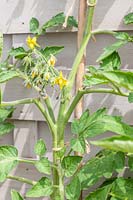 Détail de Solanum lycopersicum - Tomate - tige de plante et fleurs plantées en pot en terre cuite après six semaines