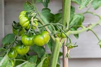 Solanum lycopersicum non mûr - Tomate - fruit en développement sur une plante cultivée dans un pot en plastique - huit semaines après la plantation