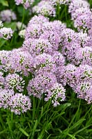 Allium senescens - Ail allemand