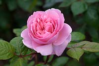 Rosa Brother Cadfael 'Ausglobe' - Rosier arbustif anglais