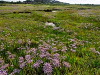 Limonium vulgare lavande de mer commune sur les marais salants de la côte nord de Norfolk
