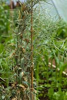Une seule plante de Ragged Jack Kale - Brassica napus est conservée pour recueillir les graines.