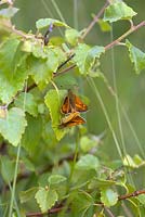 Grands papillons Skipper - Ochlodes sylvanus accouplement sur un semis de Betula pendula