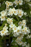 Philadelphus intectus - Mock Orange blossom