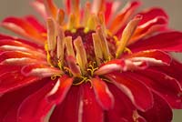 Zinnia 'Benary's Giant Scarlet' - Série des géants de Benary