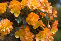 Abat-jour abricot Begonia Illumination dans panier suspendu