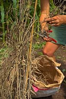 Jardinier récolte des graines d'une seule plante de la récolte précédente de Ragged Jack Kale - Brassica napus - Pabularia Group