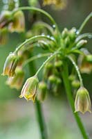 Allium siculum syn. Nectaroscordum siculum - Miel ail, lis de miel sicilien, miel sicilien ail, cloches méditerranéennes