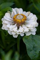 Zinnia 'Ours polaire'