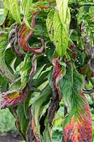 Echium pininana - Feuilles de bugloss de vipère géante