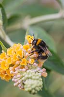 Bumble Bee sur Buddleja weyeriana 'Sungold'