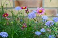 Trachymene coerulea - Fleur de dentelle bleue et Cosmos bipinnatus 'Antiquité'