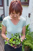 Femme tenant de petits hostas en pot: Hosta 'Cracker Crumbs', Hosta 'Lakeside Baby Face' et Hosta 'Allan P. McConnell'