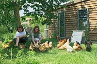 Marlies et Barbara nourrissent les poulets sous l'arbre dans le verger.