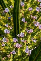 Echium pininana. Ces fleurs architecturales sont également connues sous le nom de Bugloss de la vipère géante ou échiums d'arbres.
