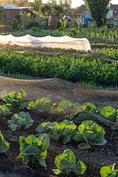 Des rangées de légumes frais, poussant sous un filet horticole de protection, y compris des choux, des pois et des laitues sur un lotissement.