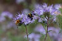 Les fleurs bleu lavande de Phacelia tanacetifolia, parfois appelées col roulé avec des abeilles sur les fleurs
