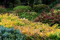 Bandes de couleur d'automne créées par le vert argenté Euphorbia characias subsp. feuillage wulfenii, sceau de Salomon doré, Polygonatum x bybridum, feuilles et panaches marron d'Astilbe à West Dean Garden, Sussex.
