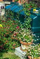 Chèvrefeuille formé sur réservoir d'huile pour le camouflage avec des pots en terre cuite à proximité d'Erigeron - Journée des jardins ouverts, Benhall, Suffolk