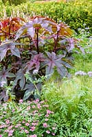 Ricinus communis 'Impala' - Usine d'huile de ricin - avec Stipa tenuissima, Phacelia tanacetifolia et Argyranthemum rose