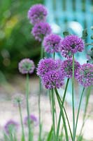 Allium 'Bulles de lavande' - Oignon ornemental