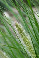 Pennisetum alopecuroides 'Cassian's Choice' - herbe de fontaine chinoise 'Cassian's Choice'