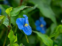 Commelina dianthifolia - Fleur du jour du bec d'oiseau