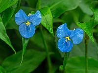 Commelina dianthifolia - Fleur du jour du bec d'oiseau