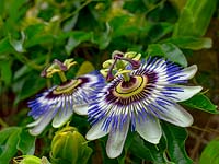 Passiflora caerulea 'Blue Passion' - Fleur de la passion