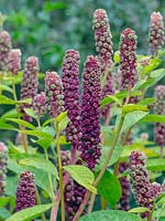 Phytolacca americana - American Pokeweeds Plant - organes de fructification