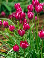 Tulipa humilis - Tulipe à croissance basse