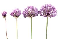 Allium 'Powder Puff' - Oignon décoratif 'Powder Puff' fleurs à différents stades d'ouverture